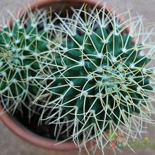 A photo of Mammillaria polythele ssp. obconella