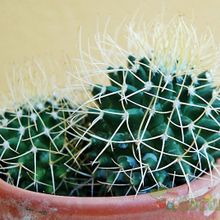 A photo of Mammillaria polythele ssp. obconella