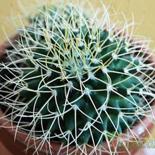 A photo of Mammillaria polythele ssp. obconella