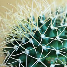 A photo of Mammillaria polythele ssp. obconella
