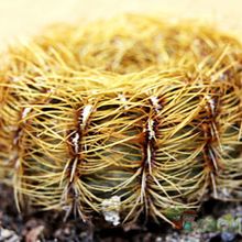 A photo of Oroya peruviana