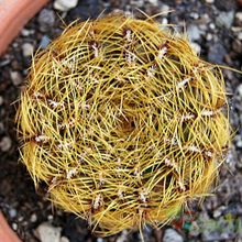 A photo of Oroya peruviana