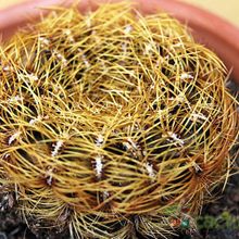 A photo of Oroya peruviana