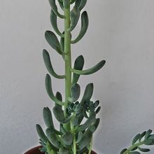 Una foto de Sedum allantoides