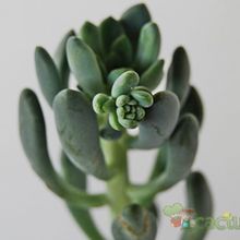 Una foto de Sedum allantoides