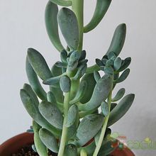Una foto de Sedum allantoides