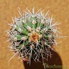 A photo of Pachycereus pringlei