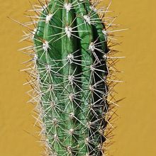 A photo of Pachycereus pringlei