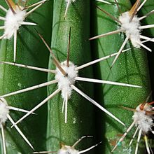 A photo of Pachycereus pringlei