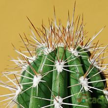 A photo of Pachycereus pringlei