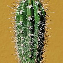 A photo of Pachycereus pringlei