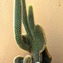 Una foto de Cleistocactus winteri f. crestada
