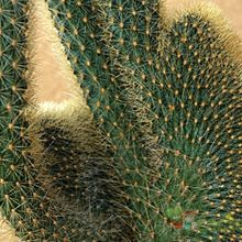 Una foto de Cleistocactus winteri f. crestada