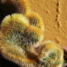 Una foto de Cleistocactus winteri f. crestada