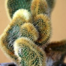 Una foto de Cleistocactus winteri f. crestada
