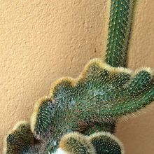 Una foto de Cleistocactus winteri f. crestada
