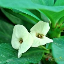 A photo of Euphorbia milii var. splendens