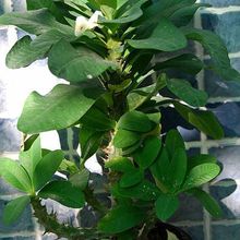 A photo of Euphorbia milii var. splendens