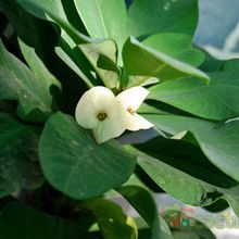 A photo of Euphorbia milii var. splendens