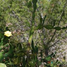 Una foto de Opuntia monacantha