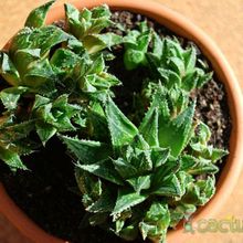 Una foto de Haworthia reticulata var. reticulata