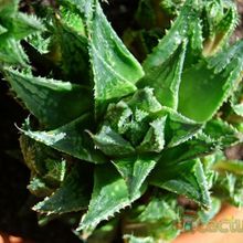 Una foto de Haworthia reticulata var. reticulata