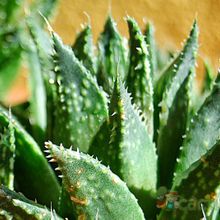 Una foto de Haworthia reticulata var. reticulata