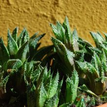Una foto de Haworthia reticulata var. reticulata