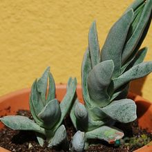Una foto de Crassula perfoliata var. falcata