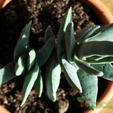 Una foto de Crassula perfoliata var. falcata
