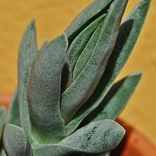 Una foto de Crassula perfoliata var. falcata
