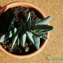Una foto de Crassula perfoliata var. falcata