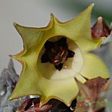 Una foto de Huernia thuretii