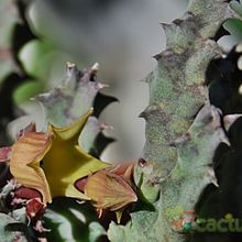 Una foto de Huernia thuretii