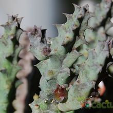 Una foto de Huernia thuretii