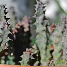 Una foto de Huernia thuretii