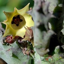Una foto de Huernia thuretii
