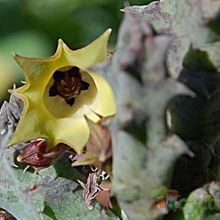 Una foto de Huernia thuretii