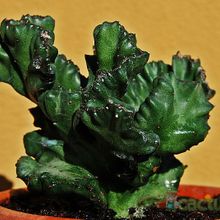A photo of Euphorbia lactea fma. crestada