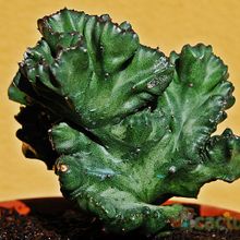 A photo of Euphorbia lactea fma. crestada