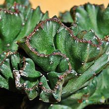 A photo of Euphorbia lactea fma. crestada