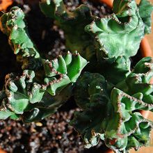 A photo of Euphorbia lactea fma. crestada