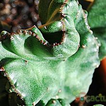 A photo of Euphorbia lactea fma. crestada