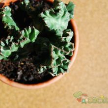 A photo of Euphorbia lactea fma. crestada