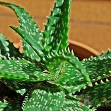 Una foto de Aloe dorotheae
