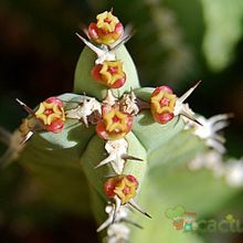 Una foto de Euphorbia makallensis