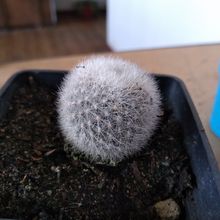 Foto de un cactus que se está identificando actualmente