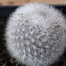 Foto de un cactus que se está identificando actualmente
