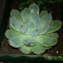 A photo of Echeveria halbingeri