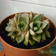 A photo of Echeveria Dionysos fma. crestada